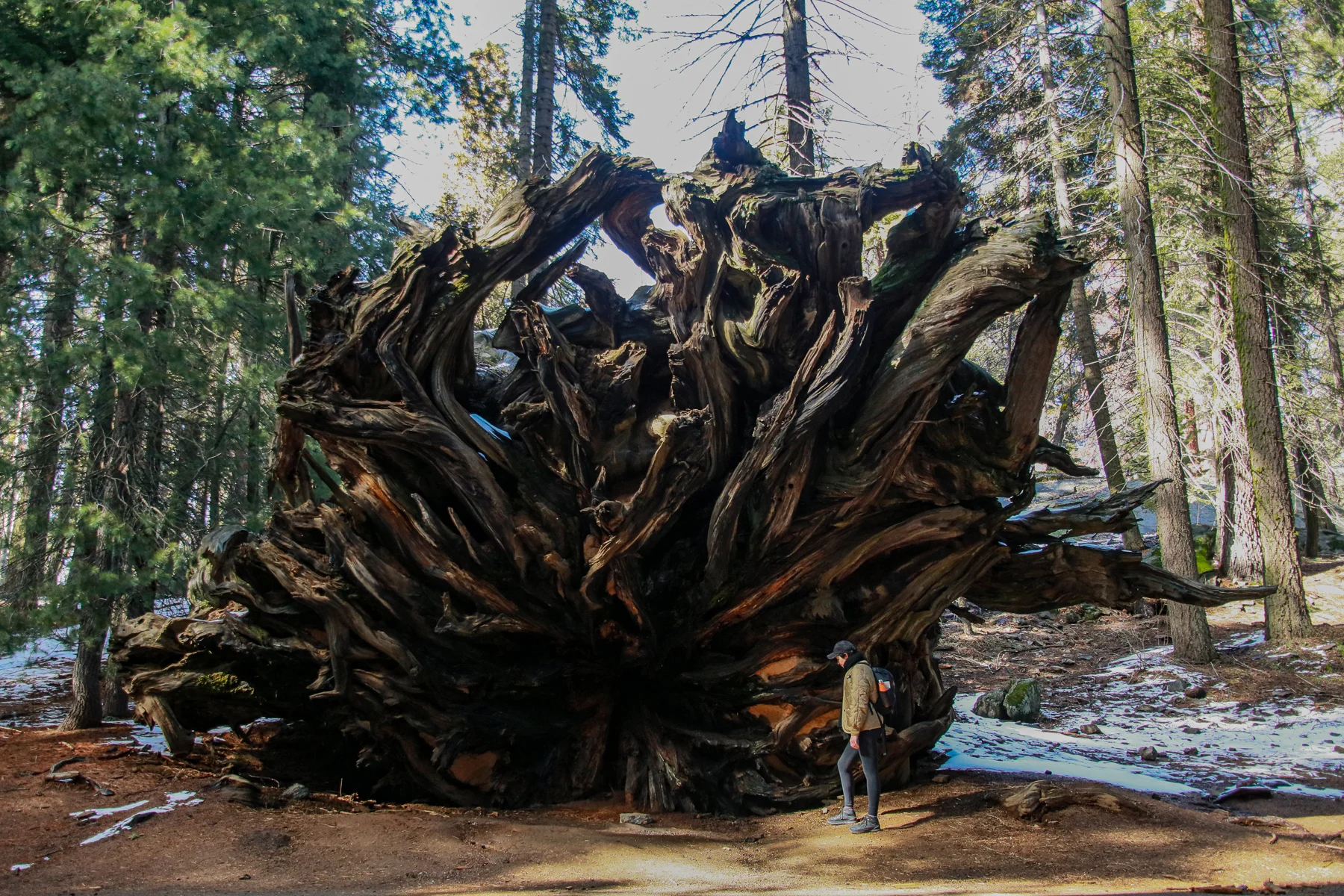 20-CA-sequoia69.jpg
