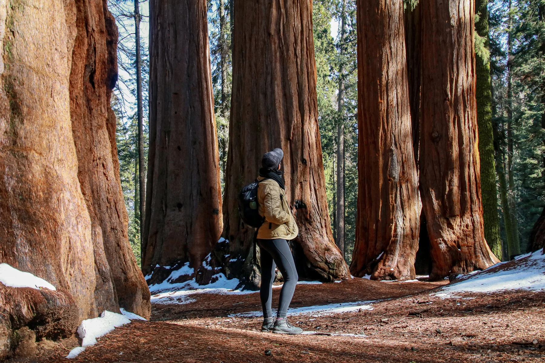 20-CA-sequoia70j.jpg