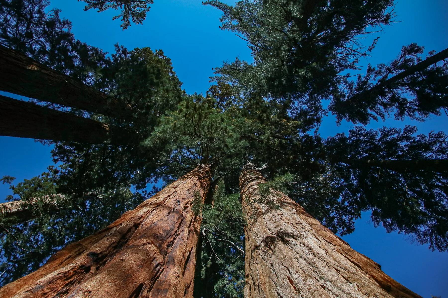 20-CA-sequoia71.jpg