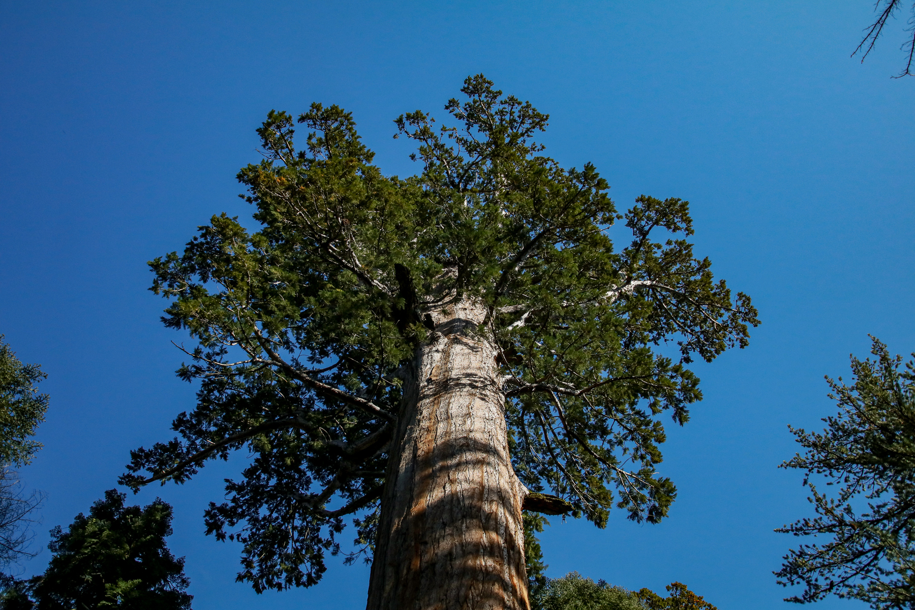 20-CA-sequoia71c.jpg