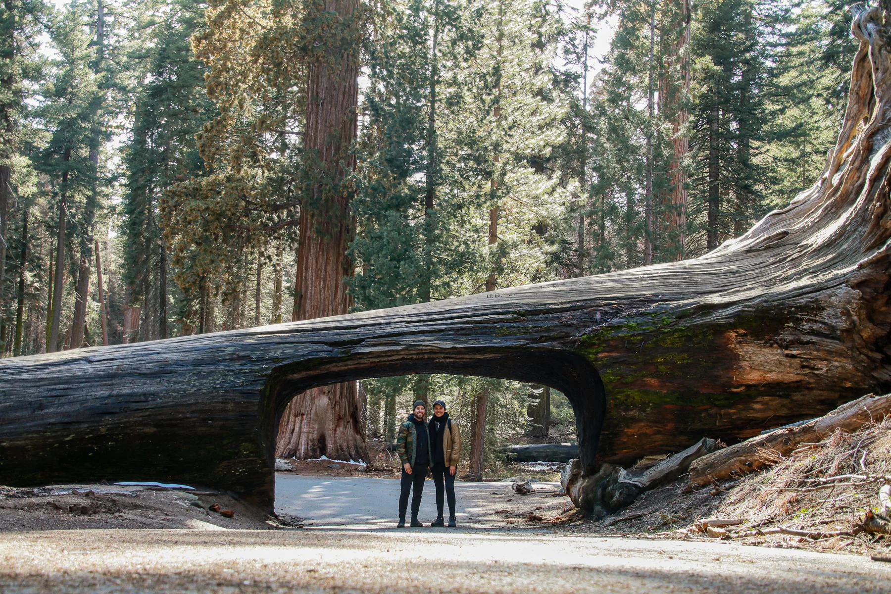 20-CA-sequoia72f.jpg