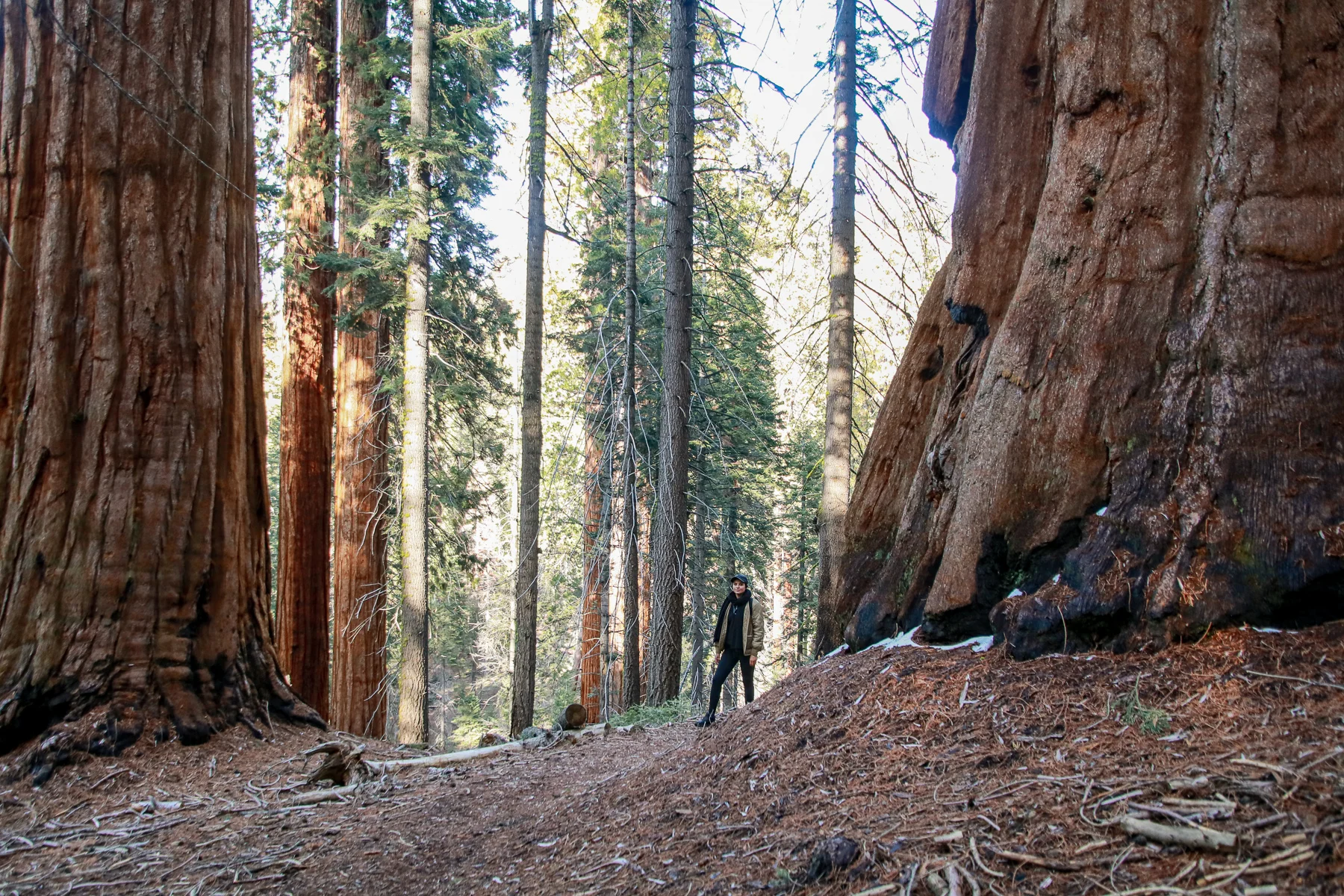 20-CA-sequoia75.jpg
