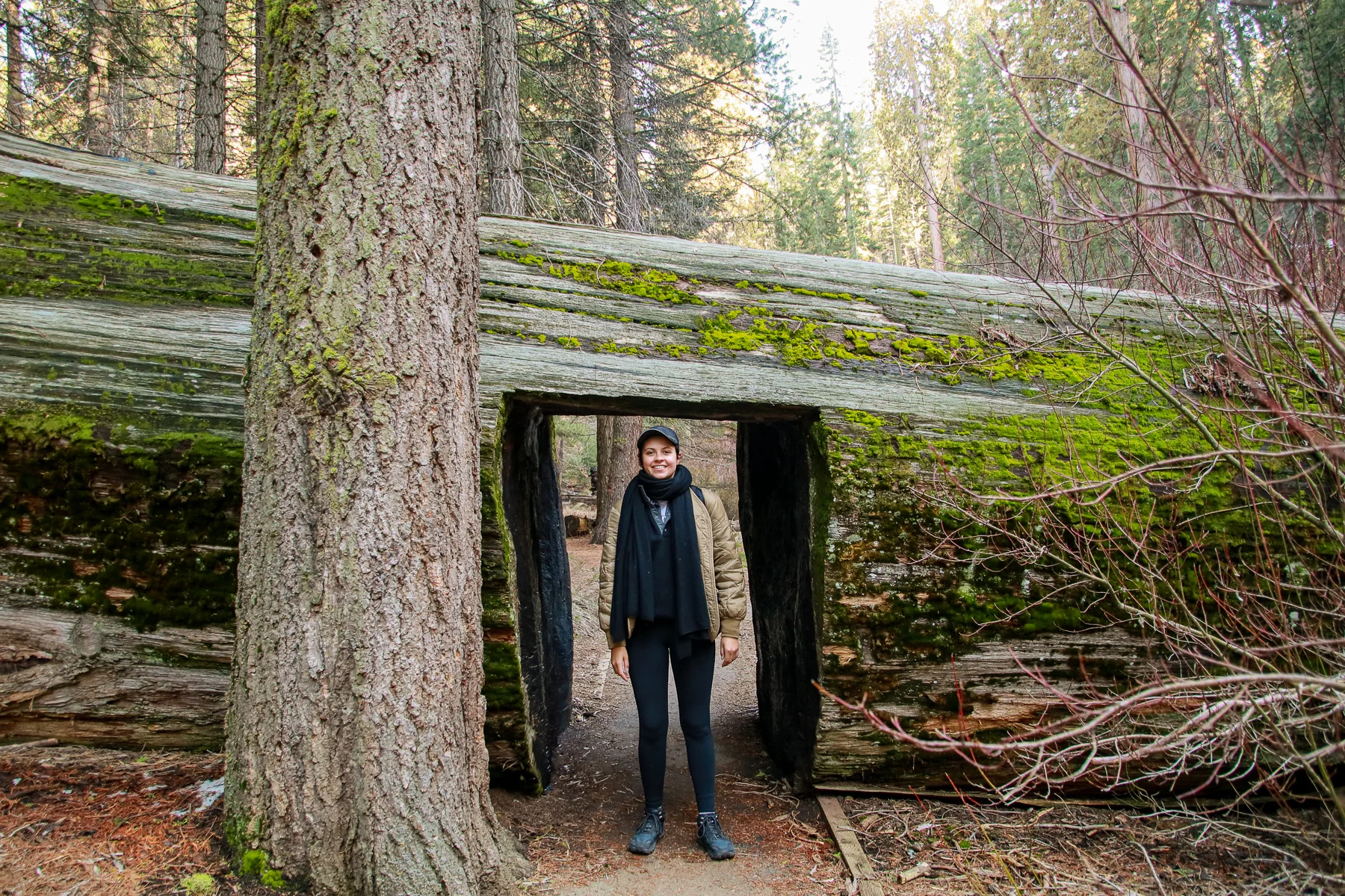 20-CA-sequoia79d.jpg