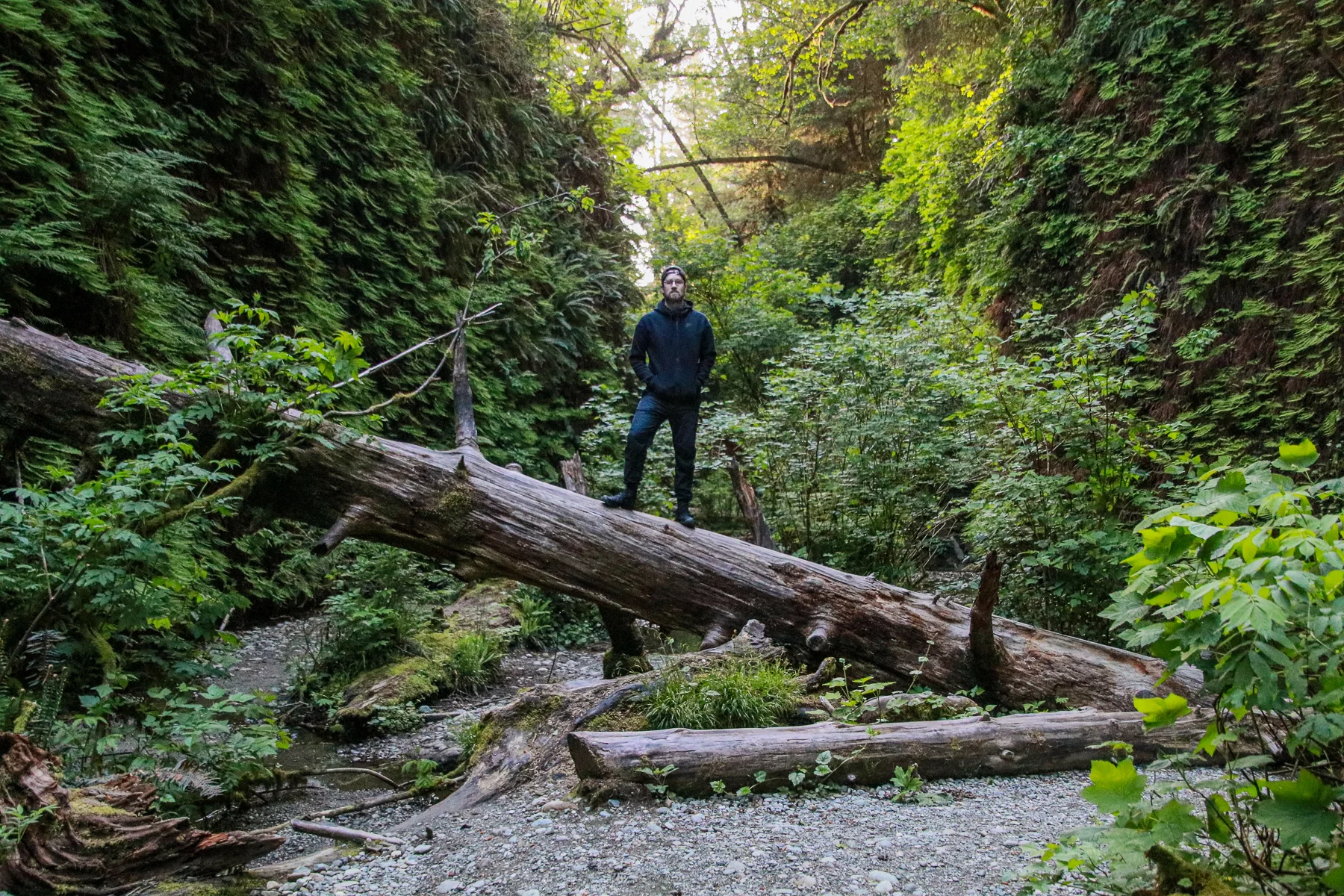 20-CA-redwoods08.jpg