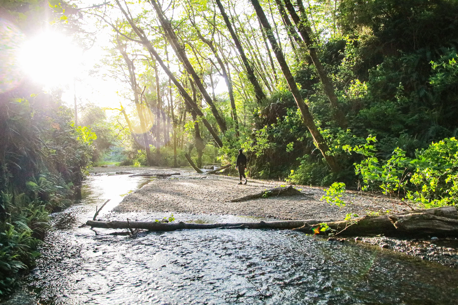20-CA-redwoods18.jpg