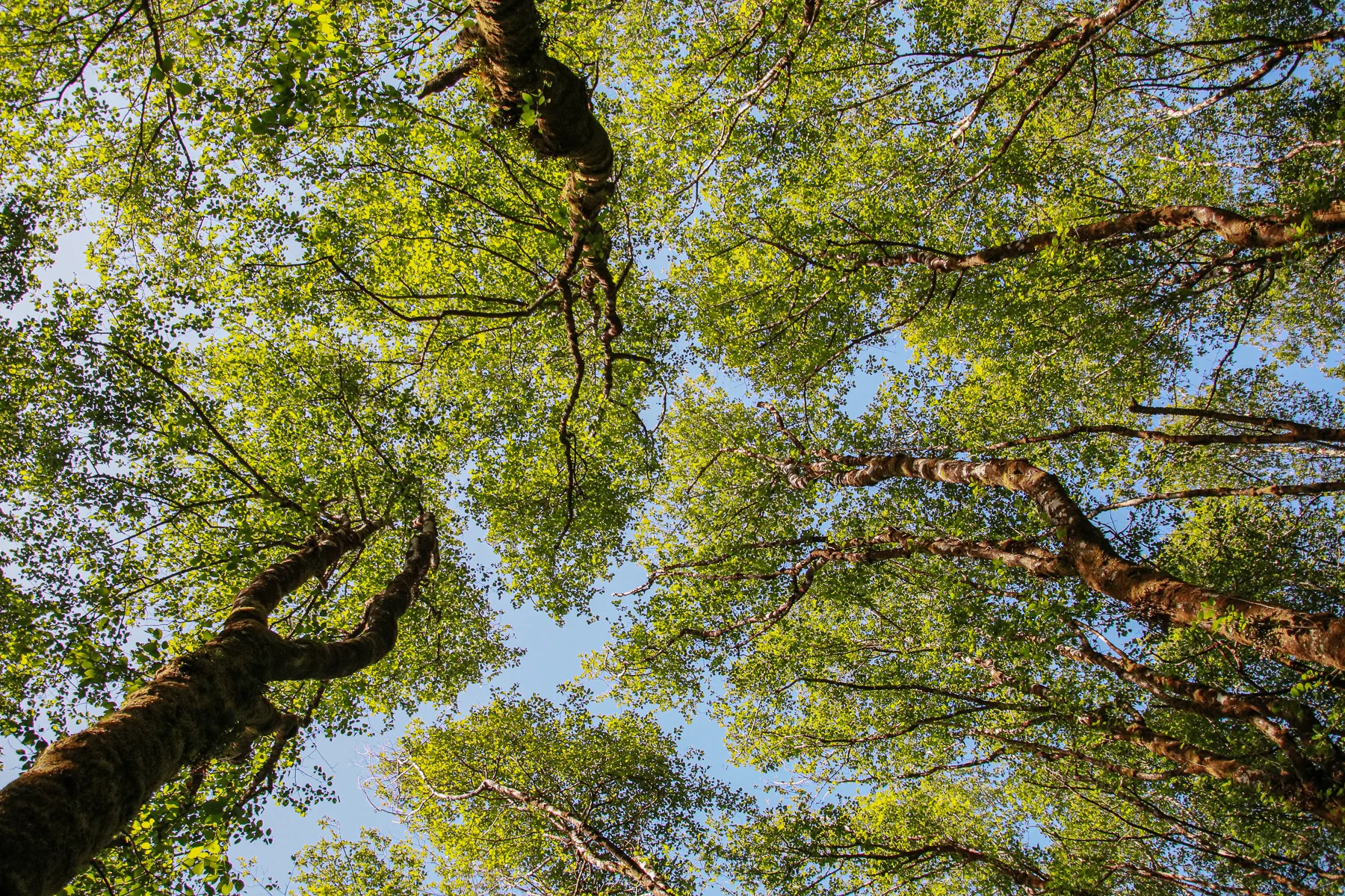 20-CA-redwoods04.jpg