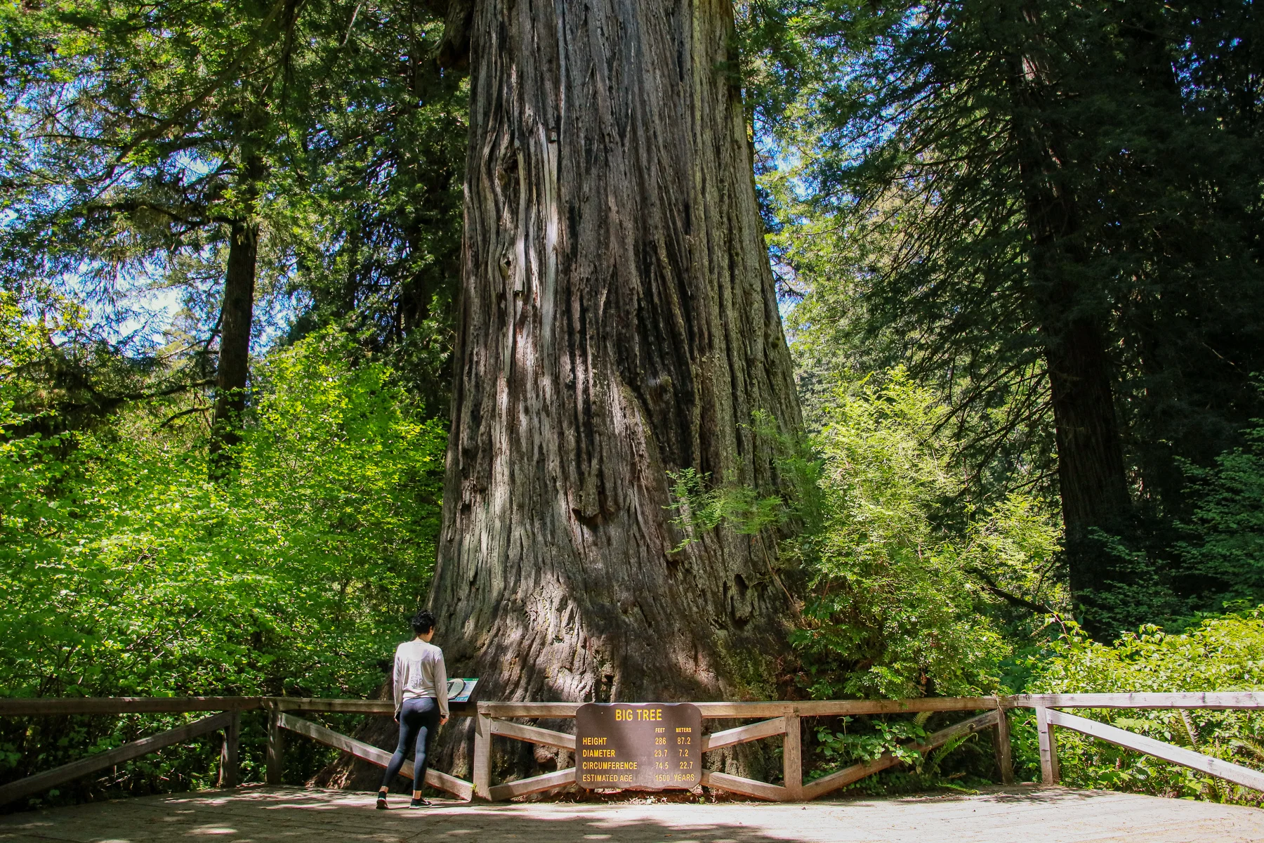 20-CA-redwoods23.jpg