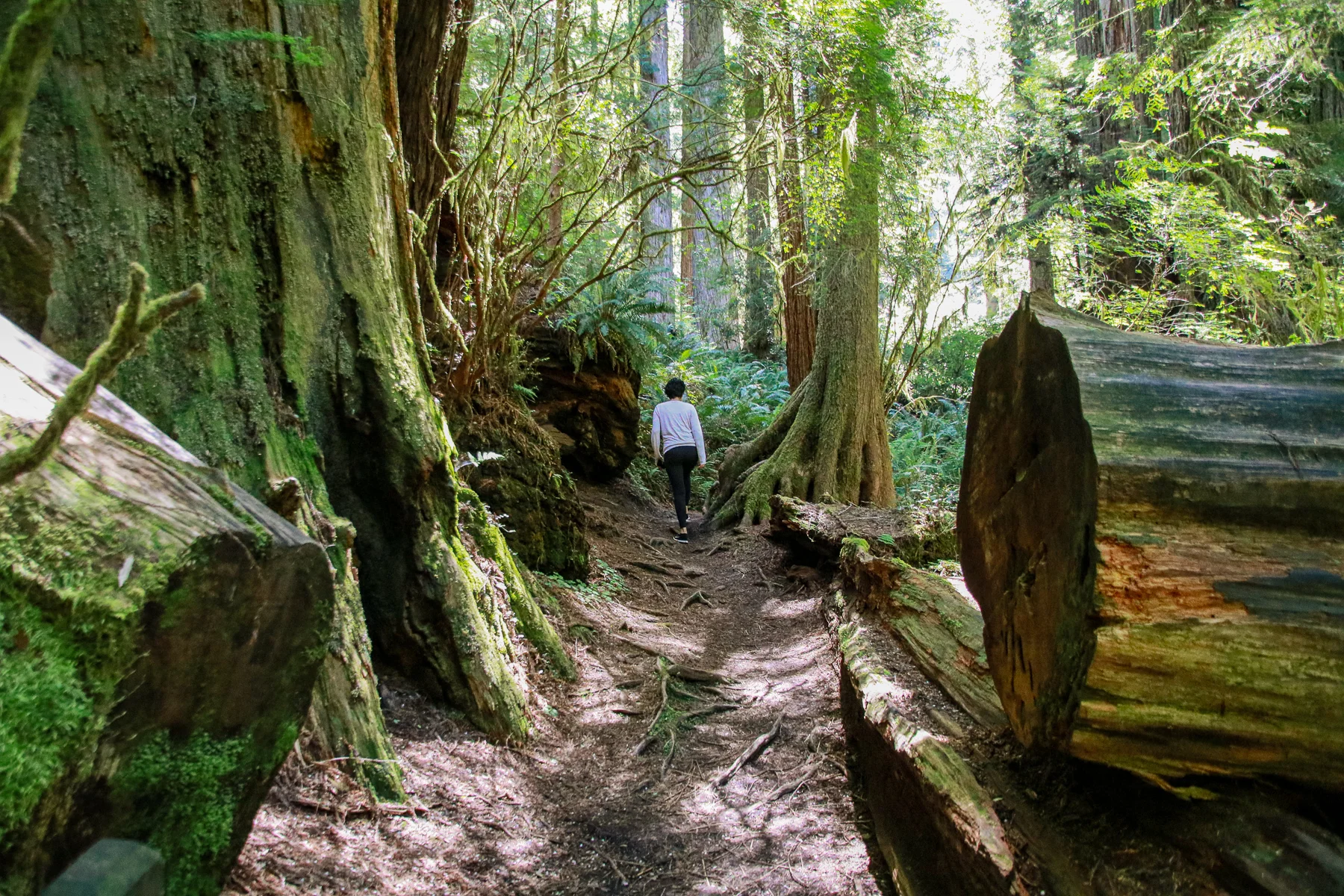 20-CA-redwoods25.jpg