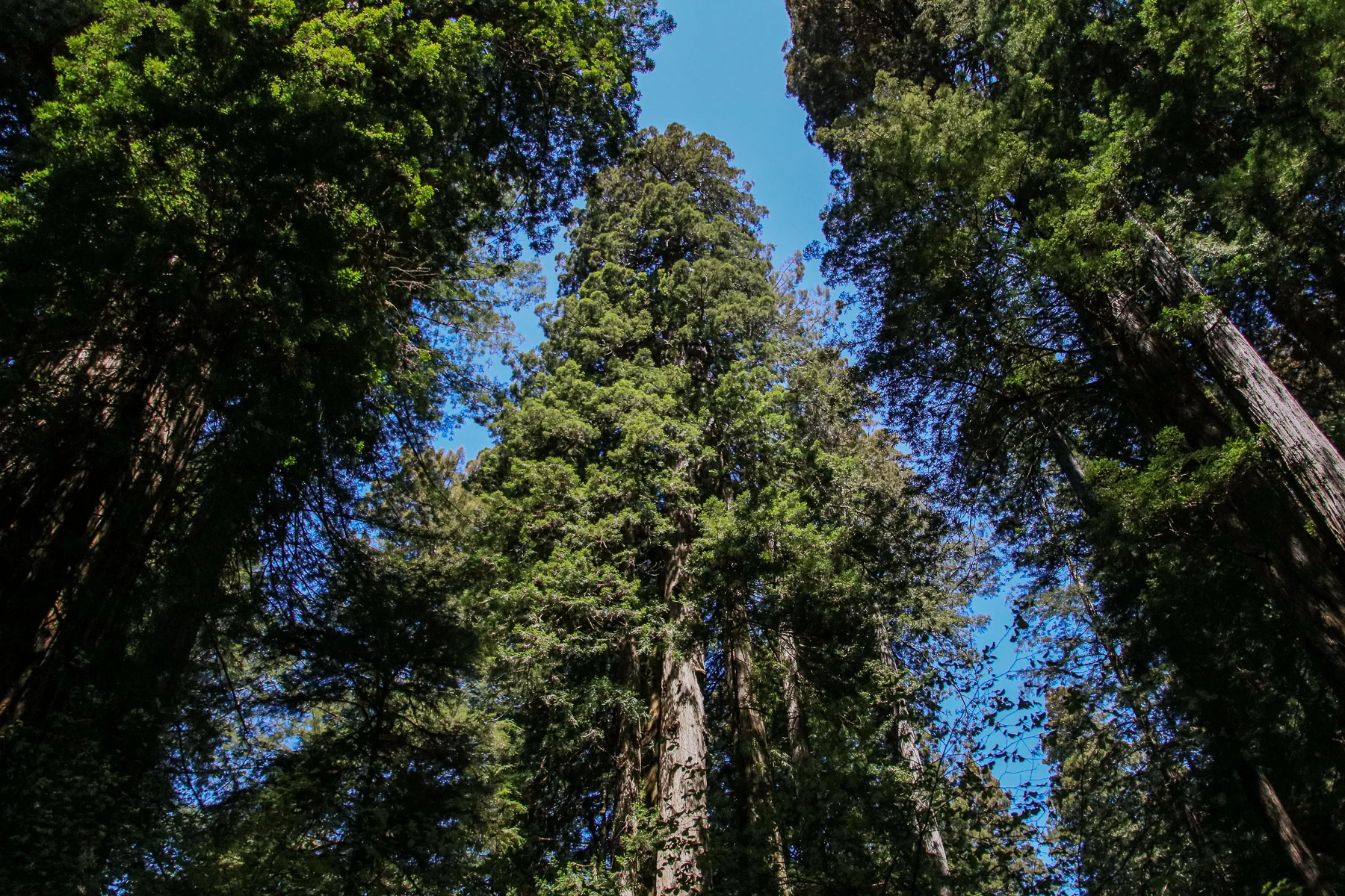 20-CA-redwoods28.jpg