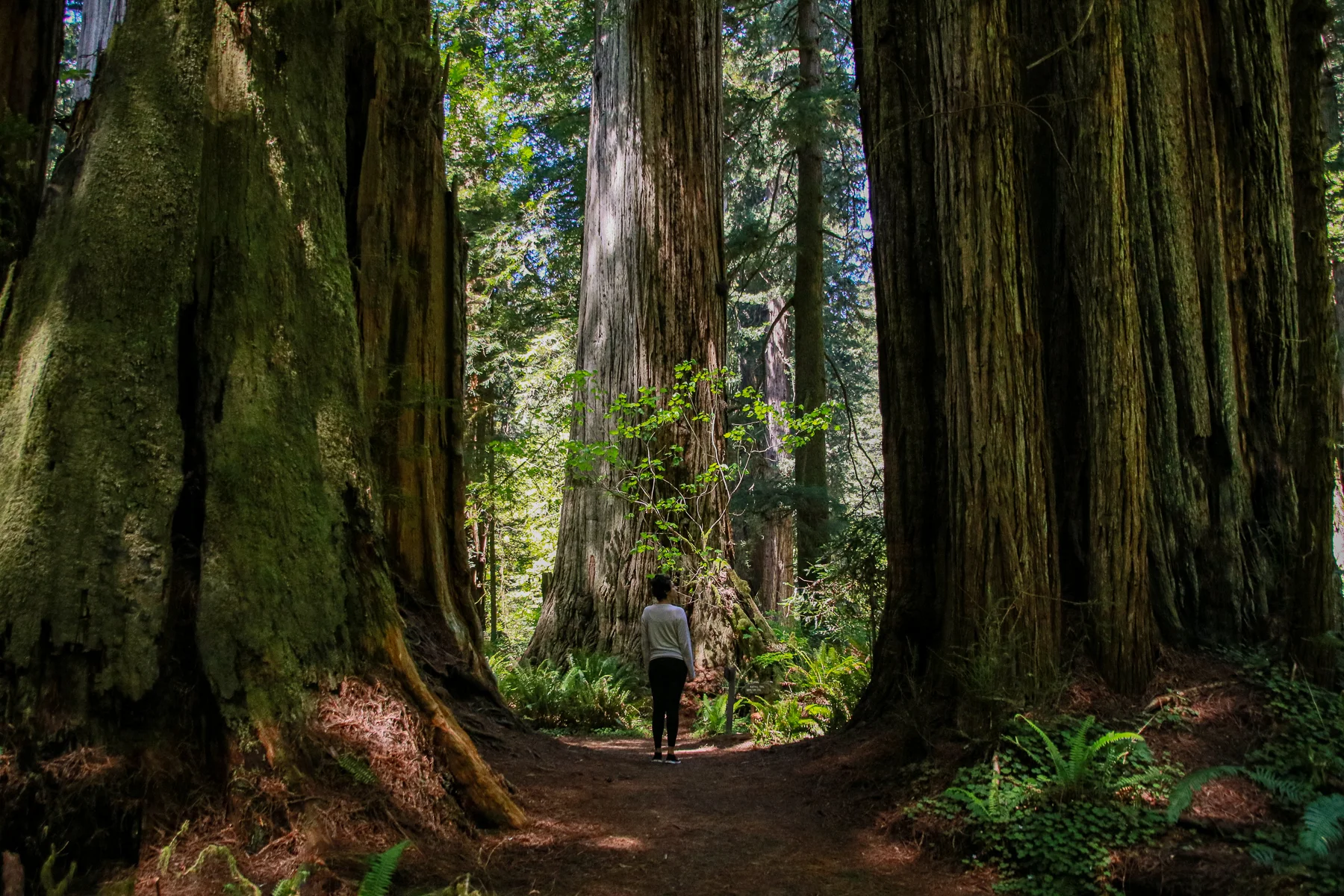 20-CA-redwoods29d.jpg