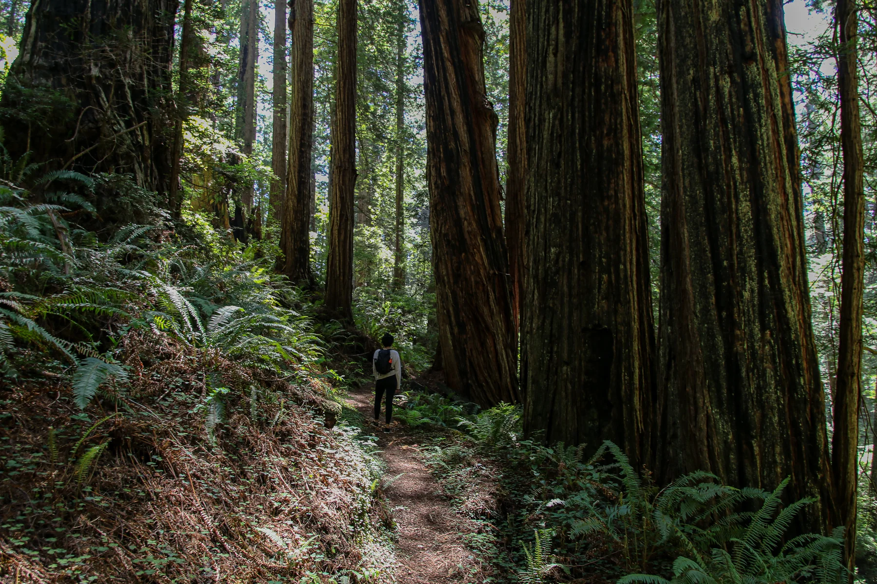 20-CA-redwoods39.jpg