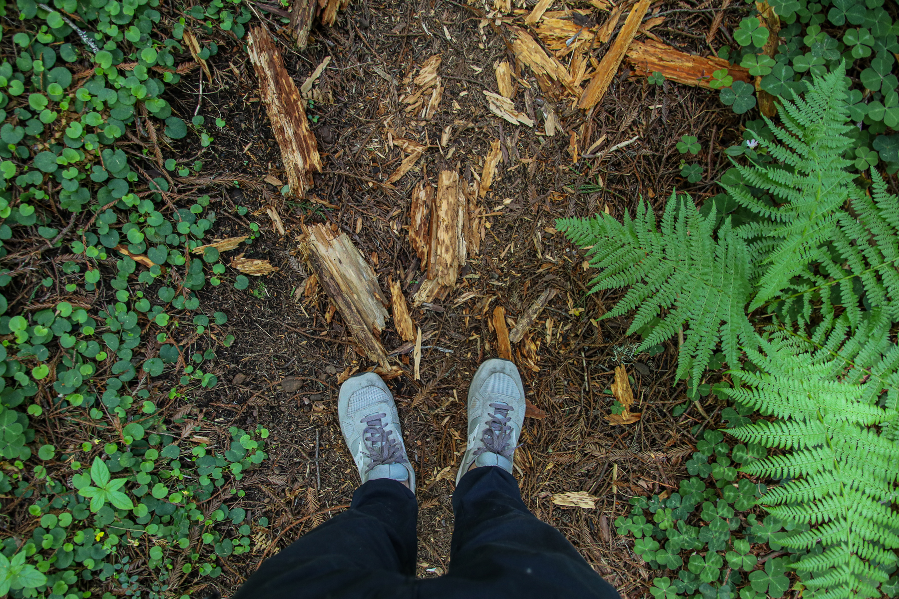 20-CA-redwoods40.jpg