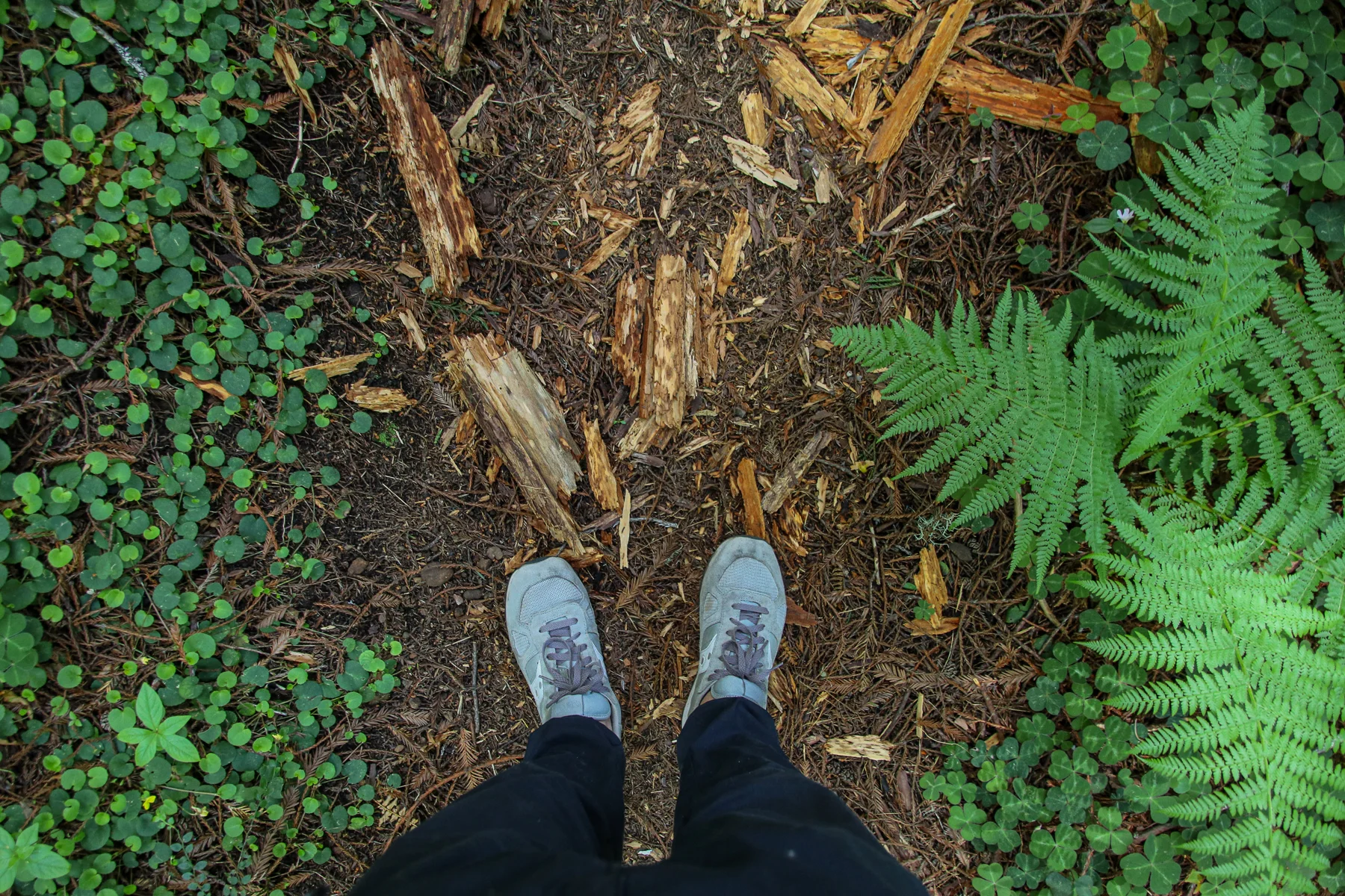 20-CA-redwoods40.jpg