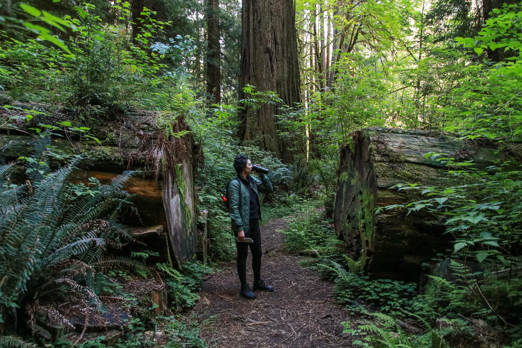20-CA-redwoods103.jpg