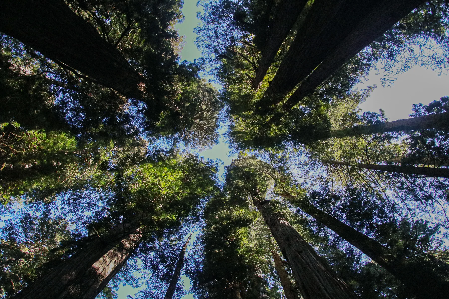 20-CA-redwoods105.jpg