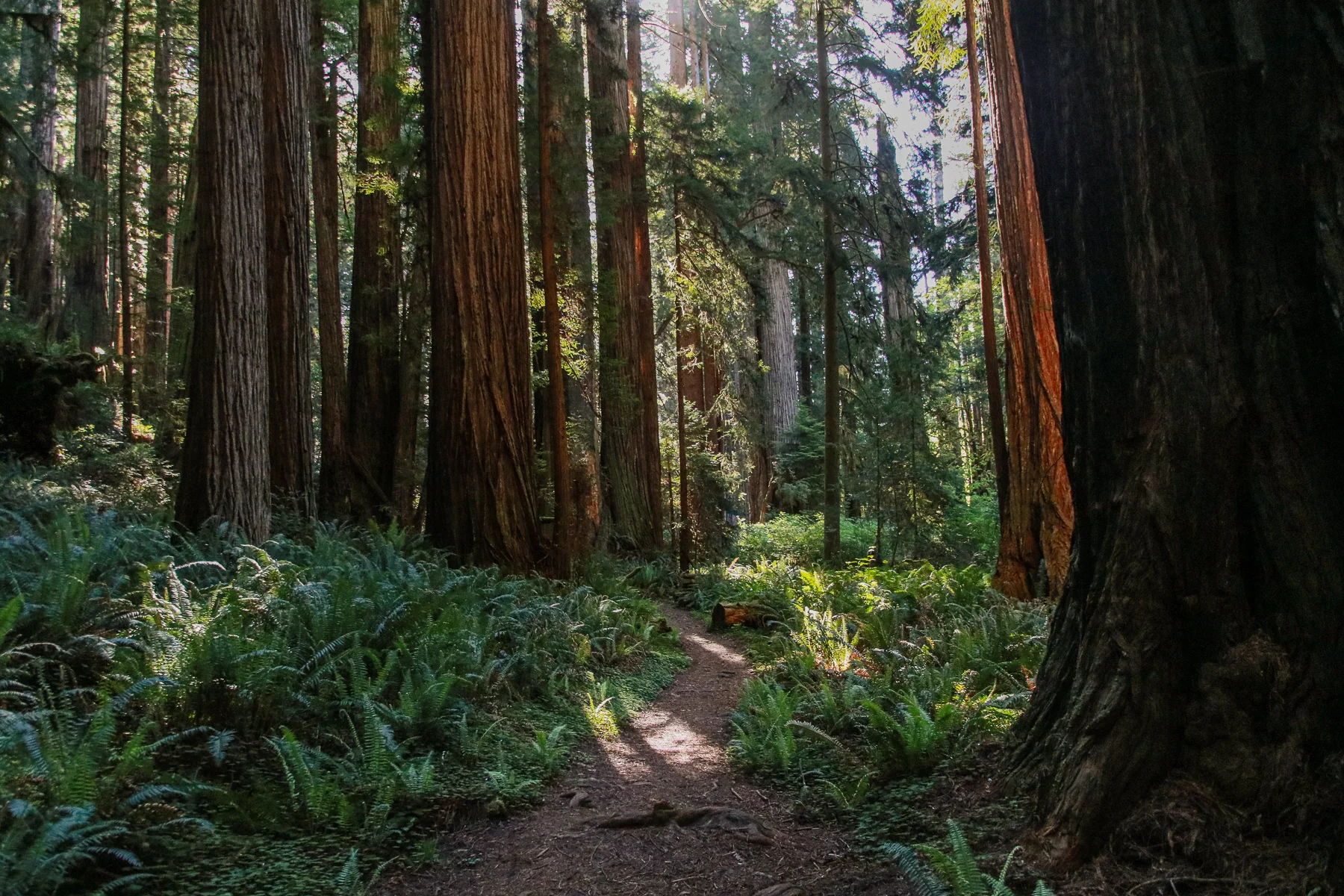 20-CA-redwoods106.jpg