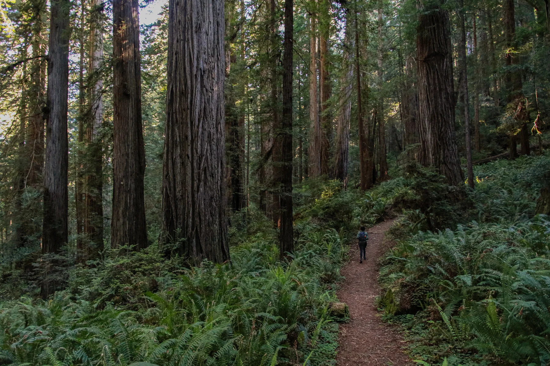 20-CA-redwoods110.jpg