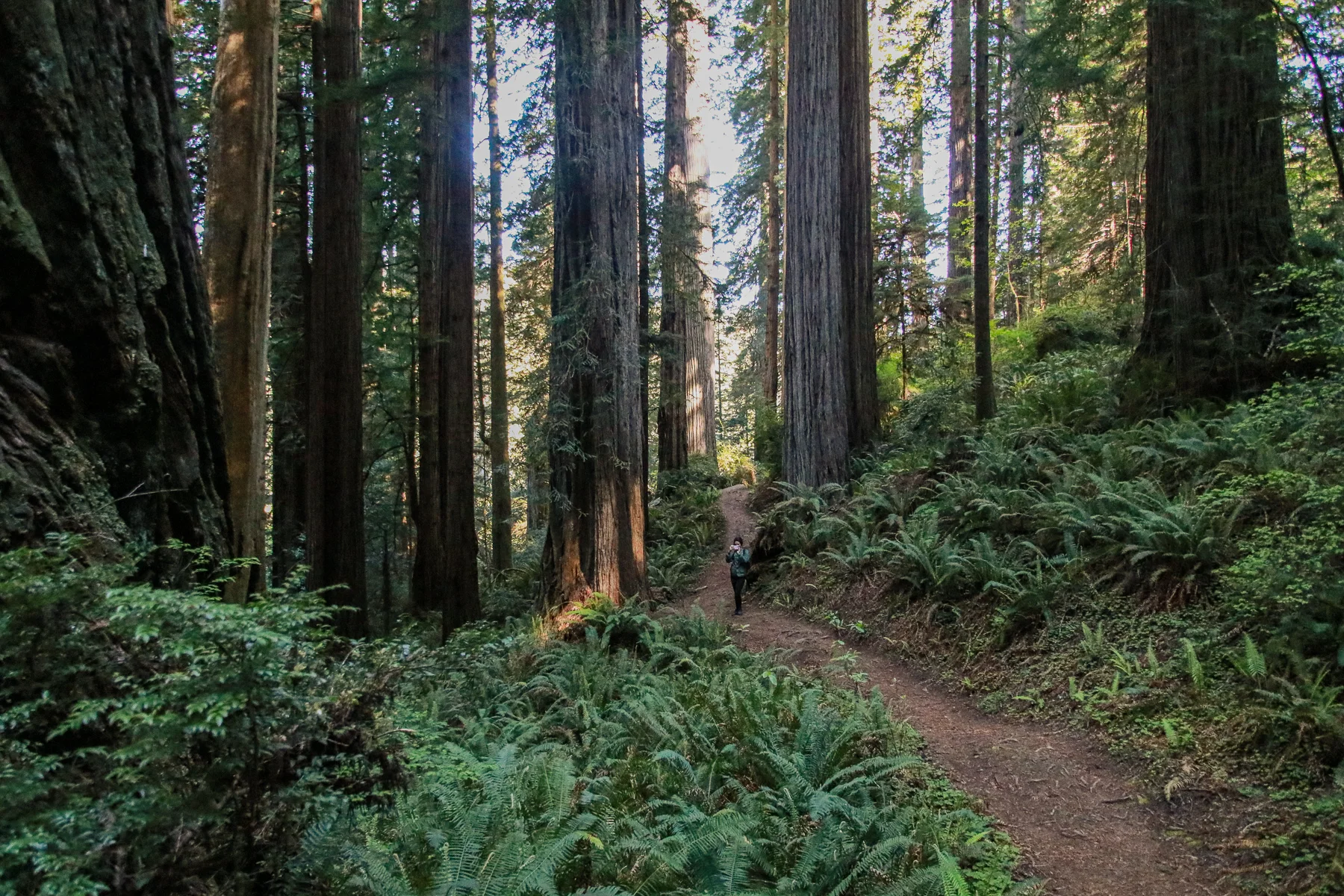 20-CA-redwoods111b.jpg