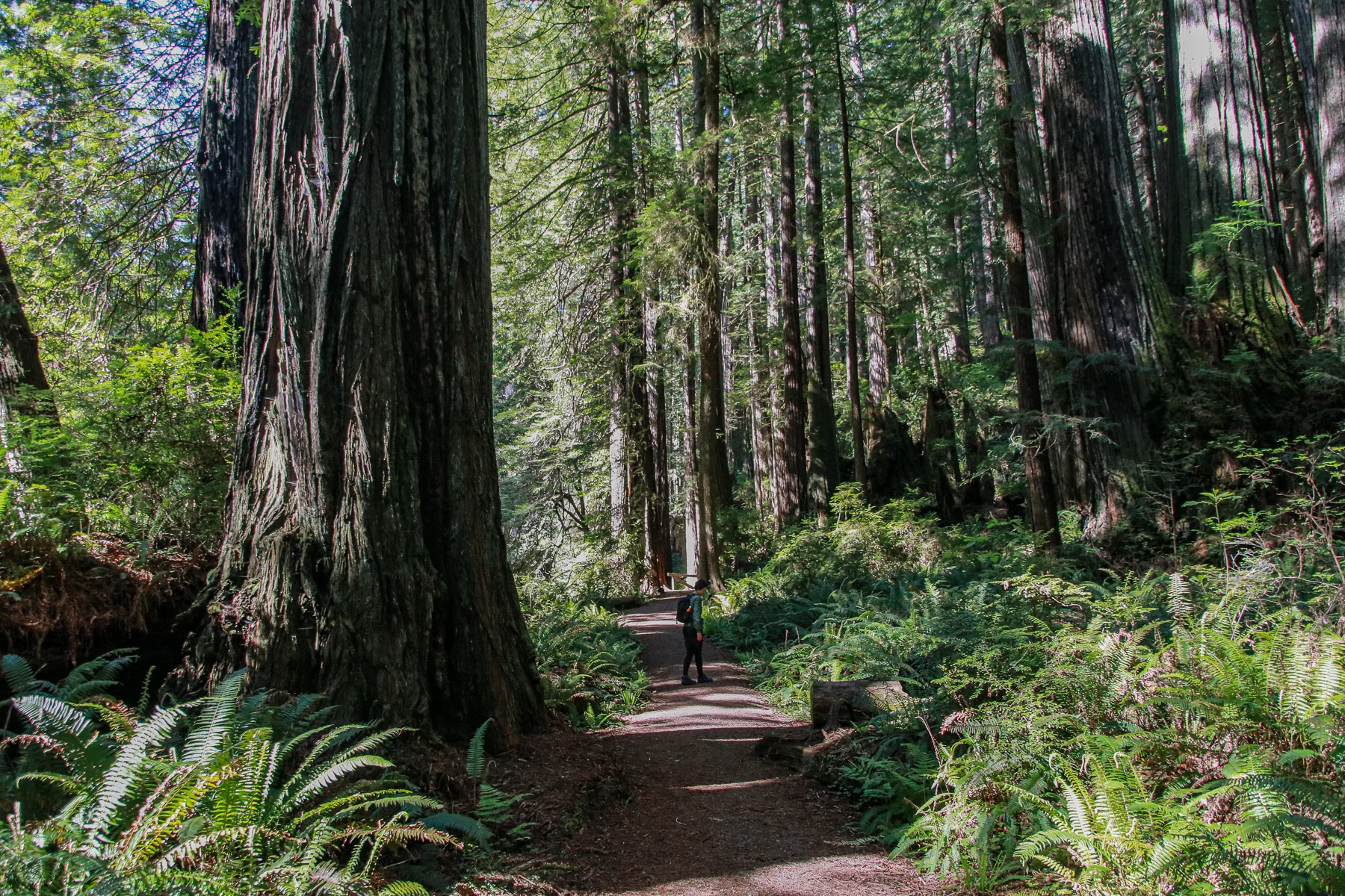 20-CA-redwoods123.jpg