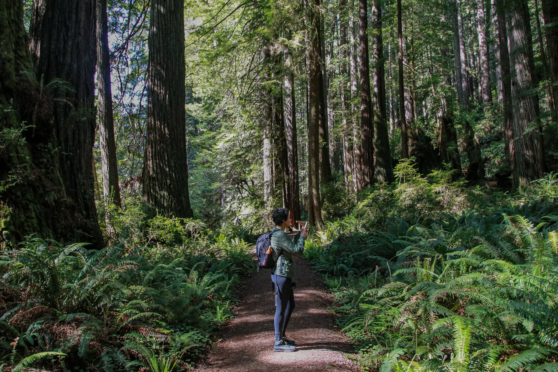20-CA-redwoods124.jpg
