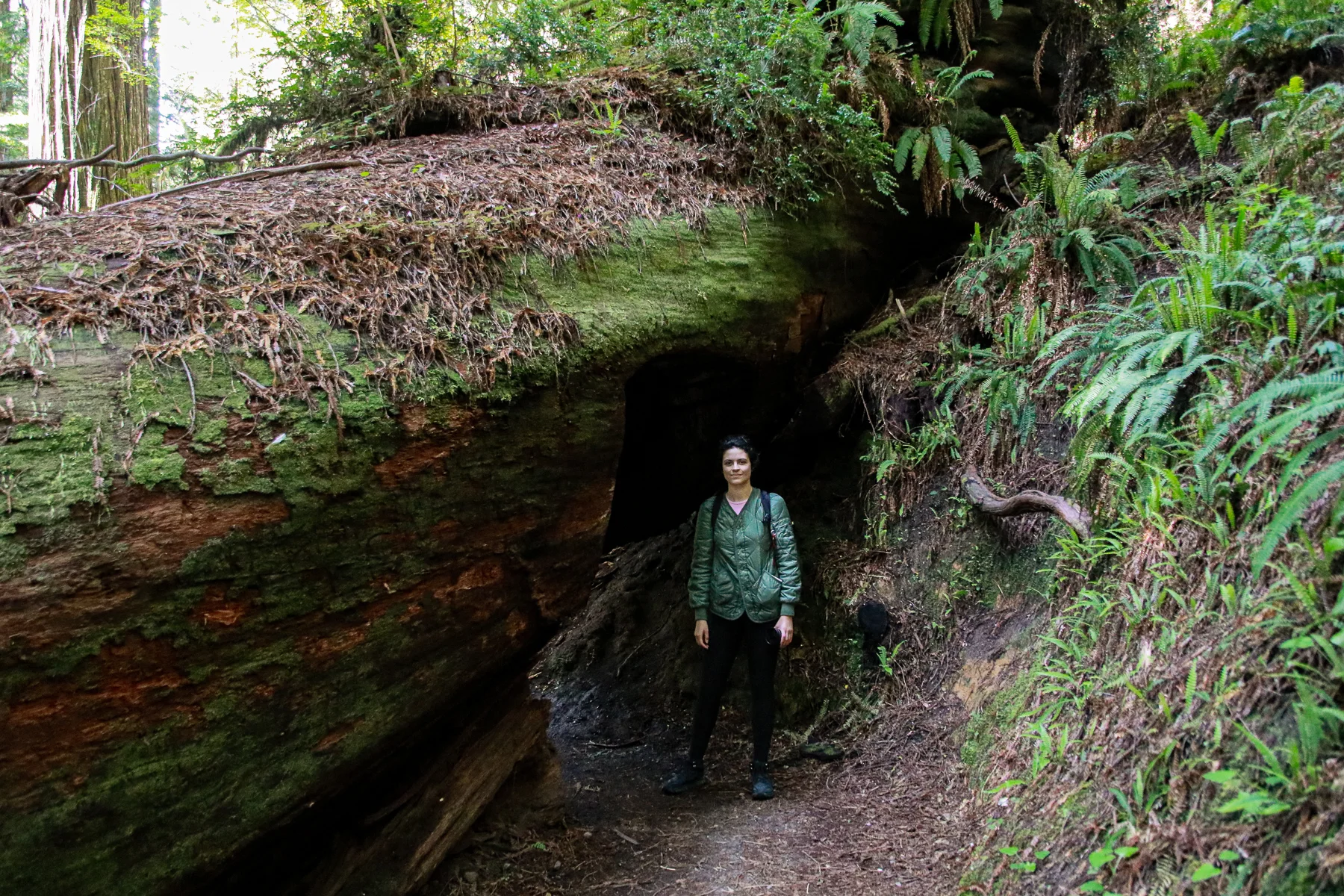 20-CA-redwoods125.jpg
