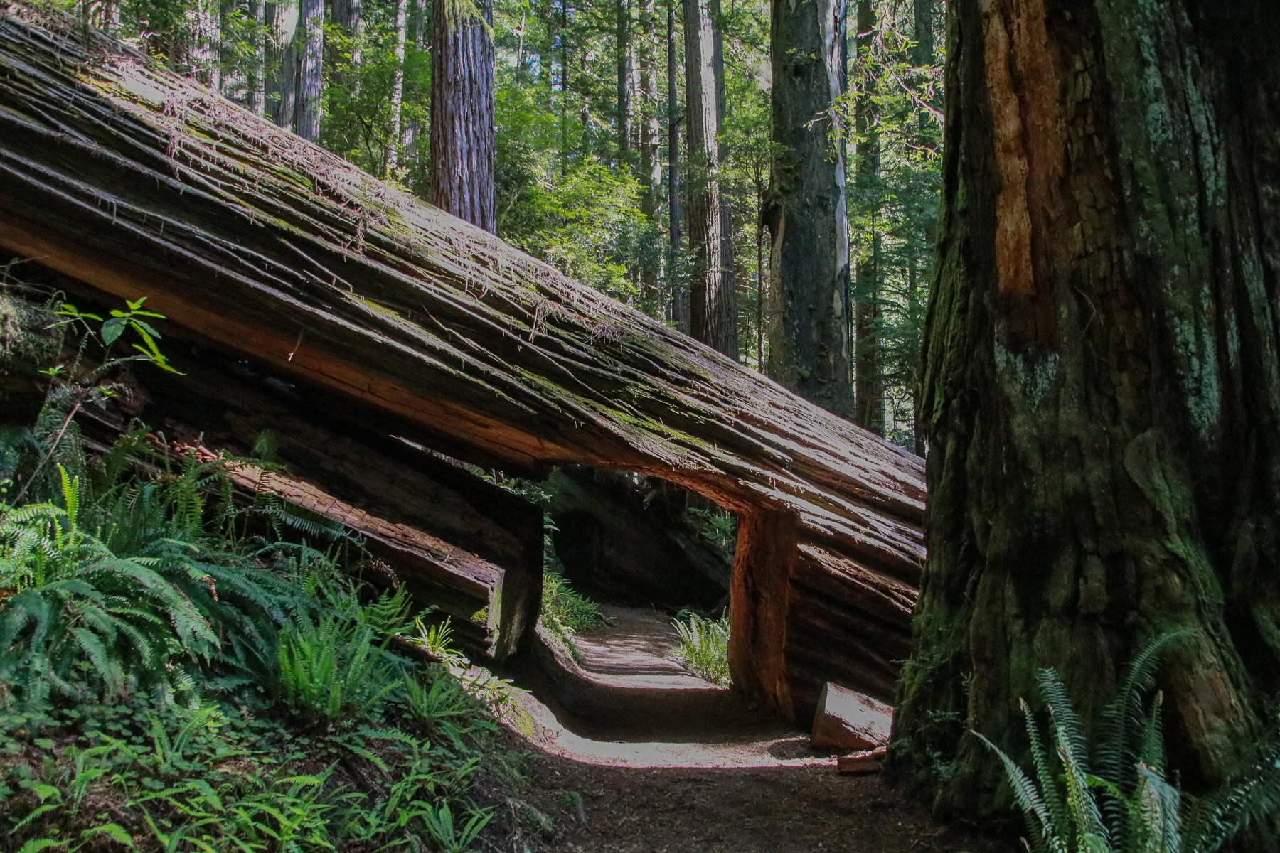 20-CA-redwoods126b.jpg