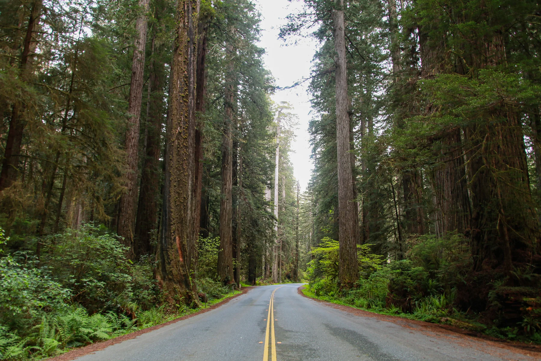 20-CA-redwoods91.jpg