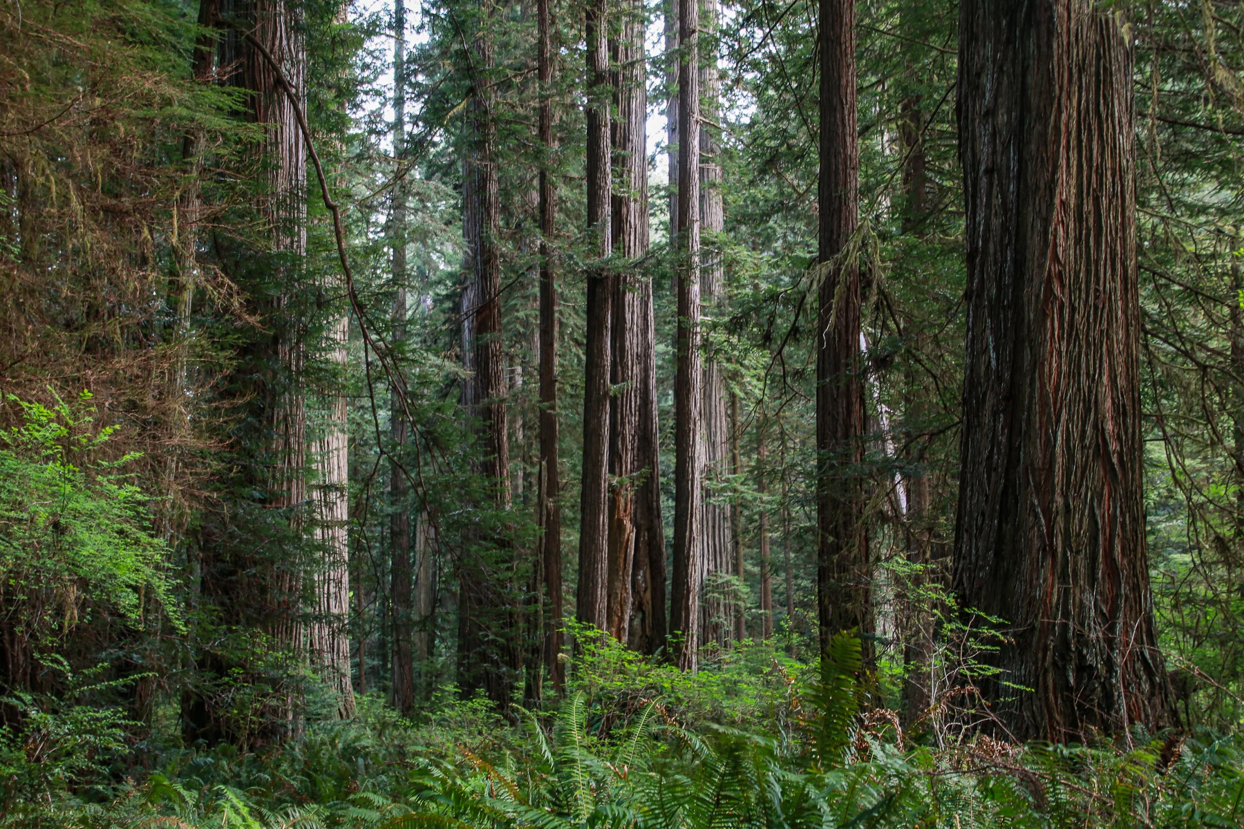 20-CA-redwoods89.jpg
