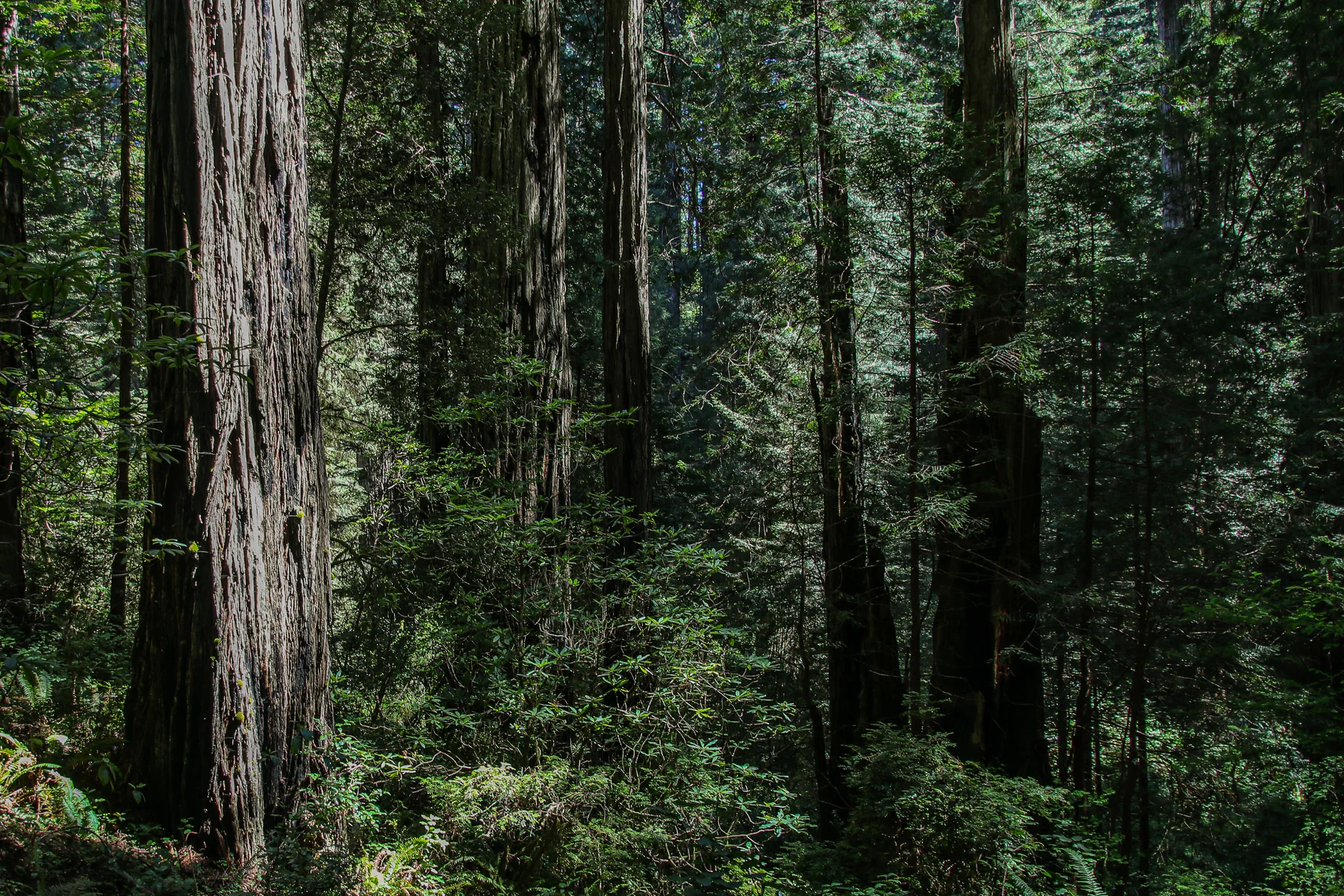 20-CA-redwoods64.jpg