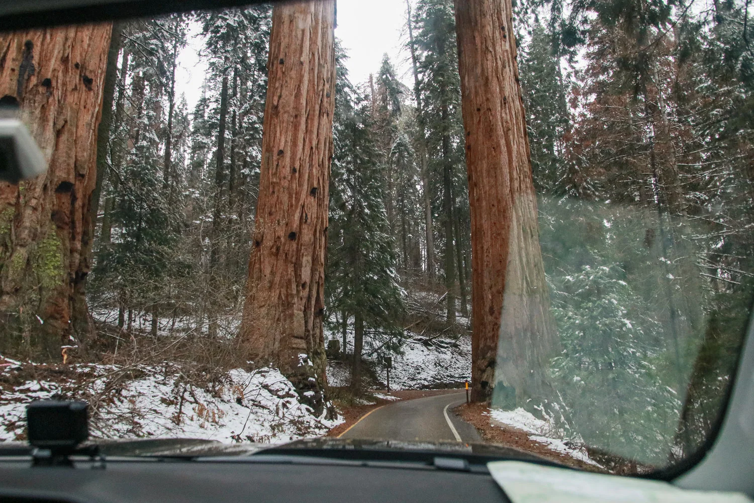 20-CA-sequoia07.jpg