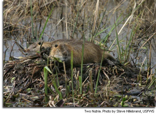 Photos from Chesapeake Bay Program