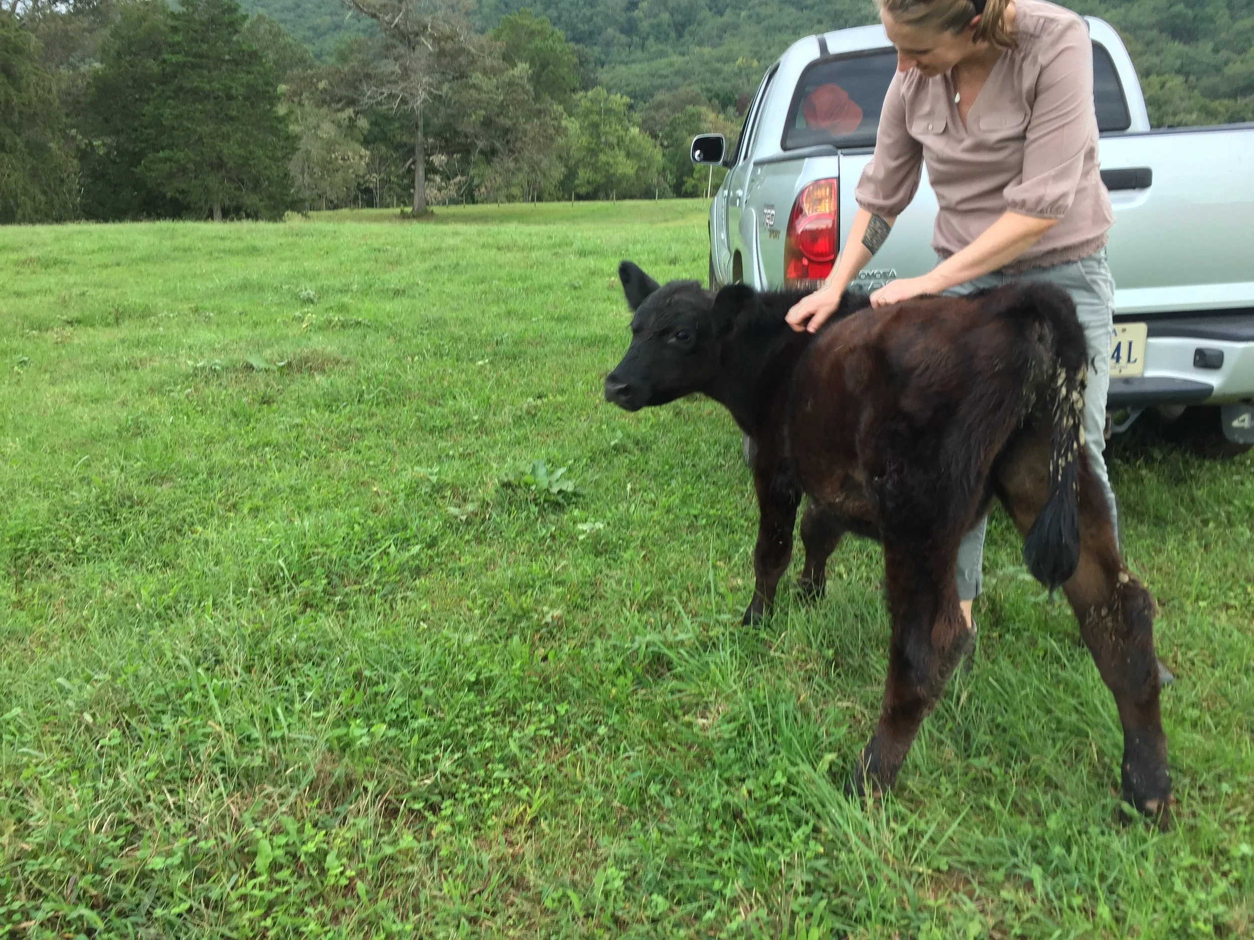  These projects that Edgemont Farm has installed on their property not only help keep the waterways clean, but also keep the cattle they raise healthier! 