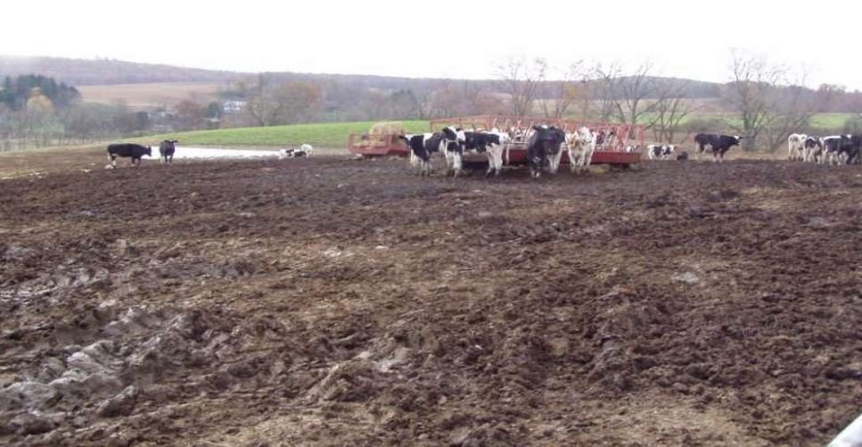  BEFORE: No housing for heifers at Weaver Family Farm in Centre County, Pennsylvania. Photo by John Wataha. 