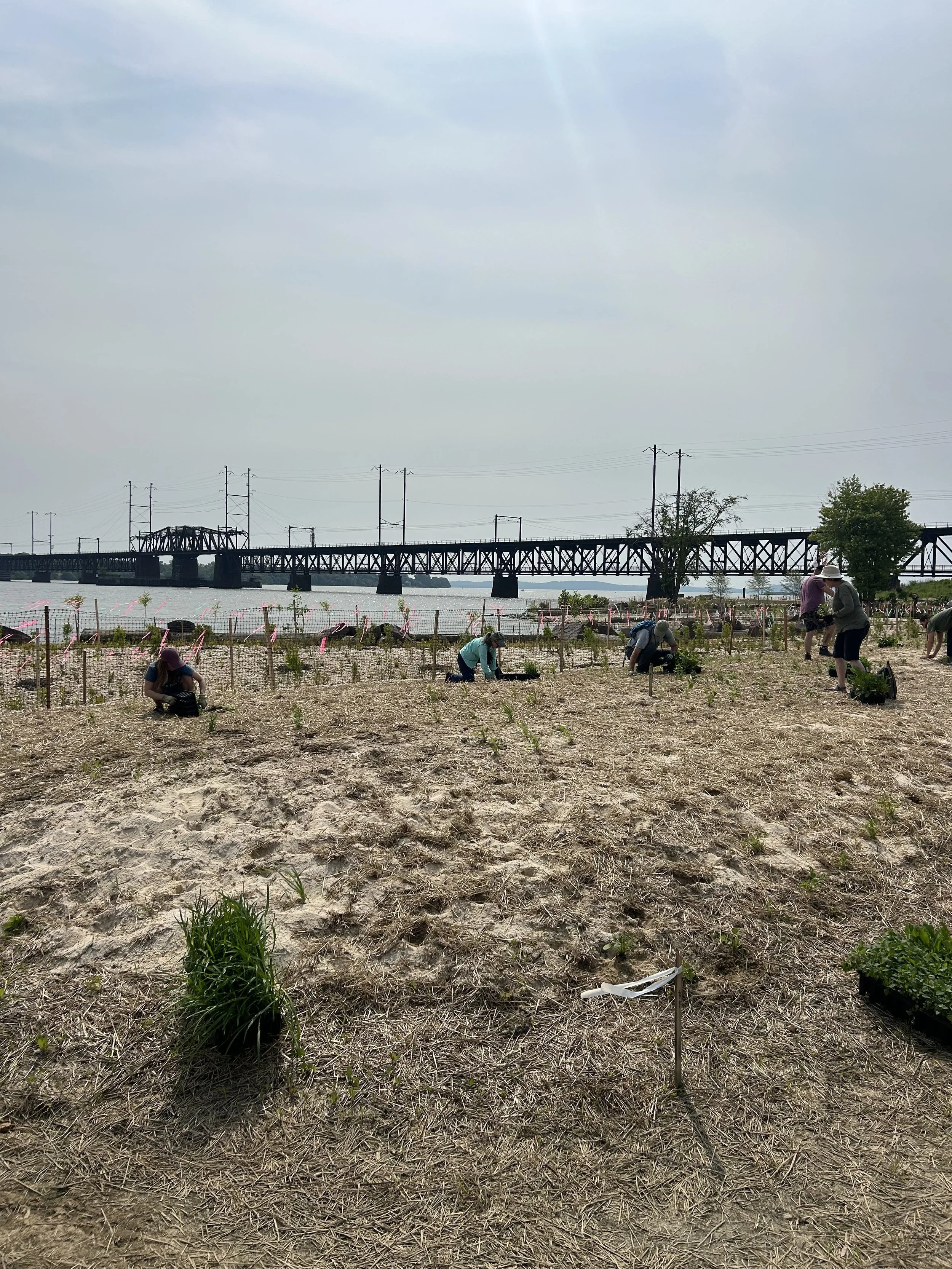 View of the Living Shoreline project in Havre de Grace, Maryland