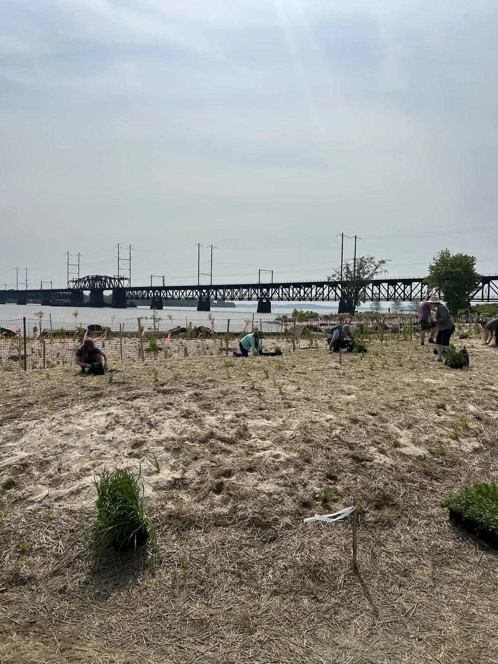  View of the Living Shoreline project in Havre de Grace, Maryland 