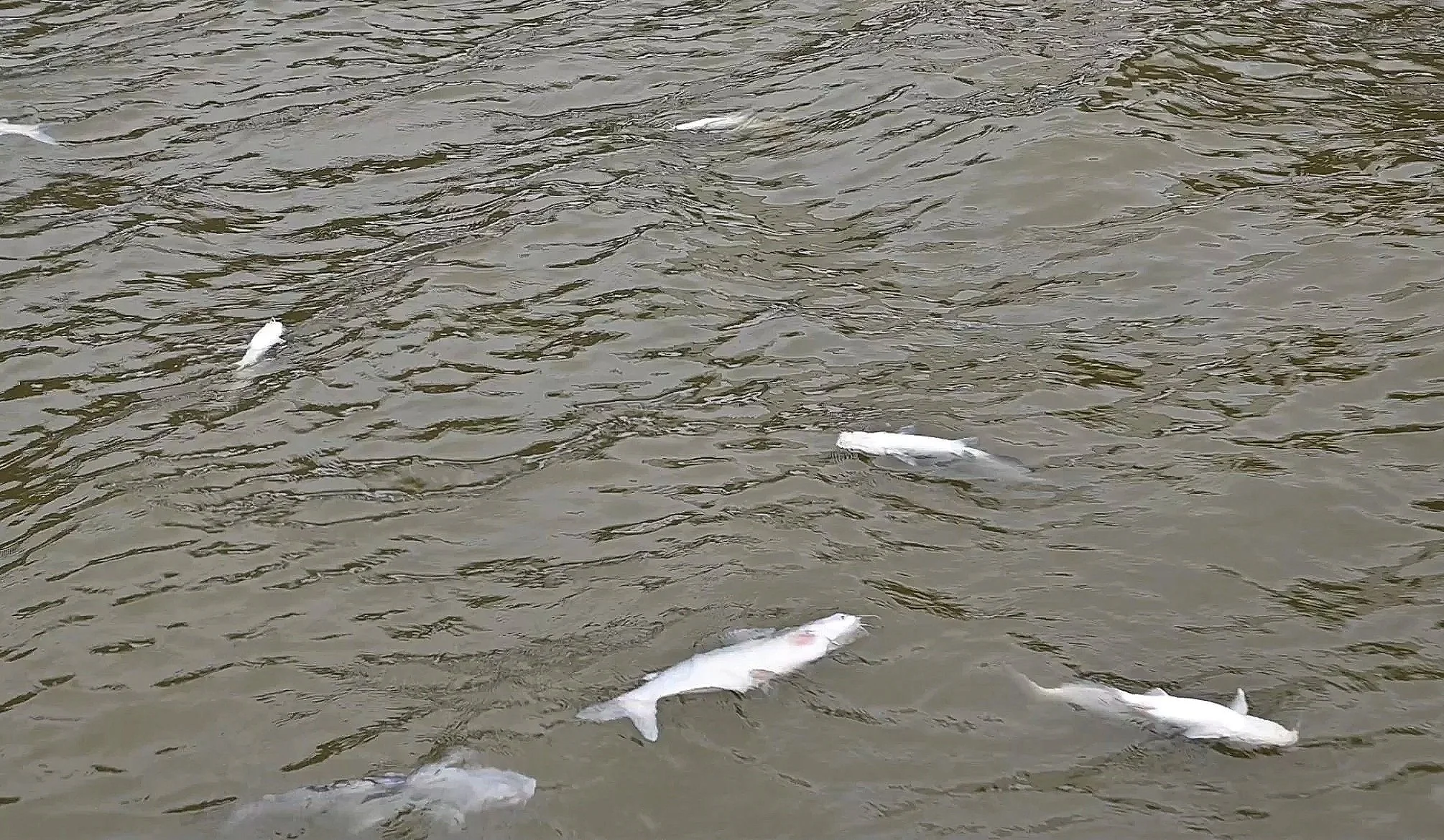 Stunned catfish floating along the boat