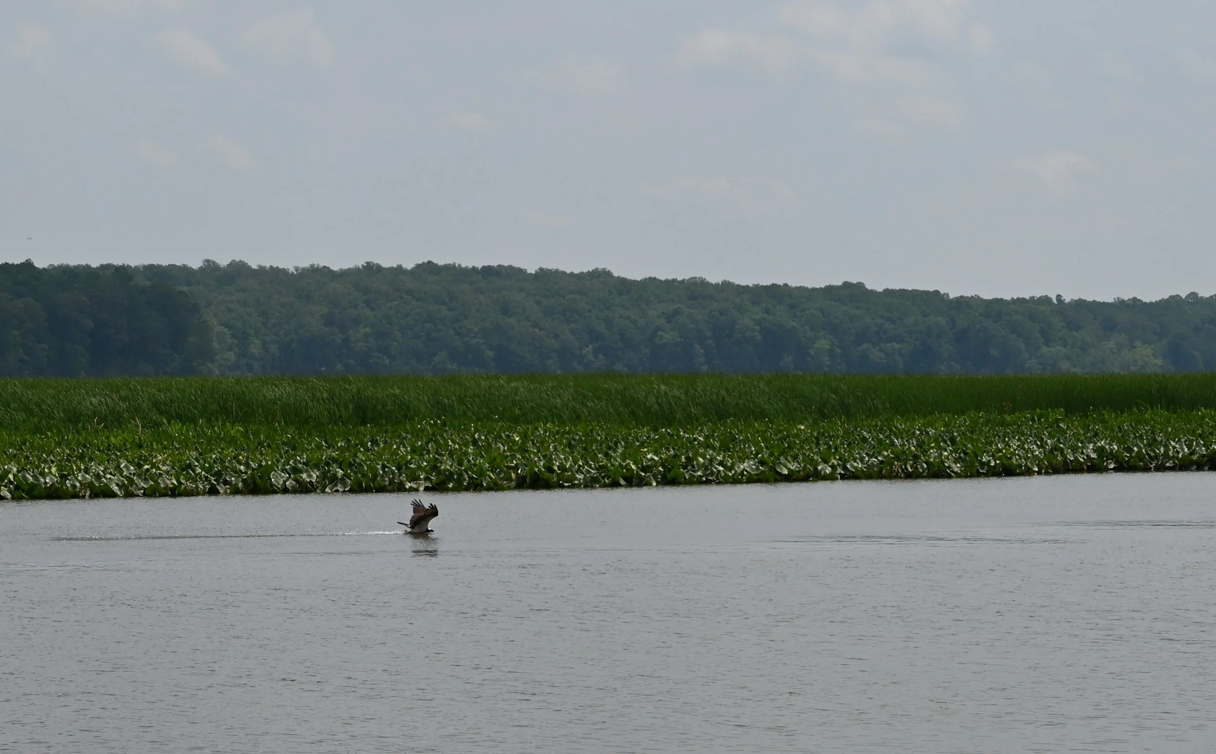 CCW_7090_cropped.JPG