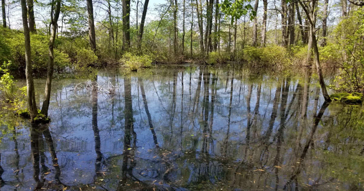 Delaware Enacts Historic Freshwater Wetlands Protections