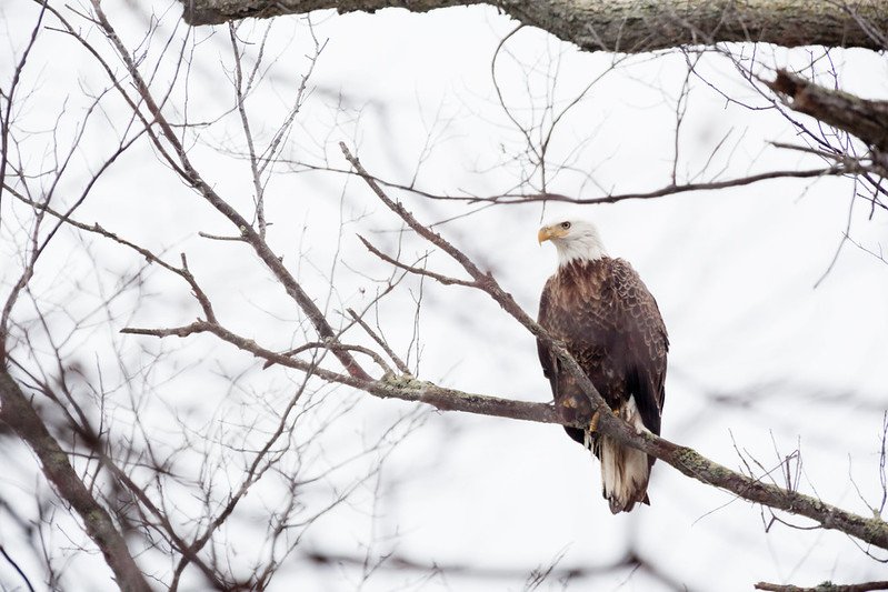 Chesapeake Bay Program Inclusion of Indigenous Voices Fails