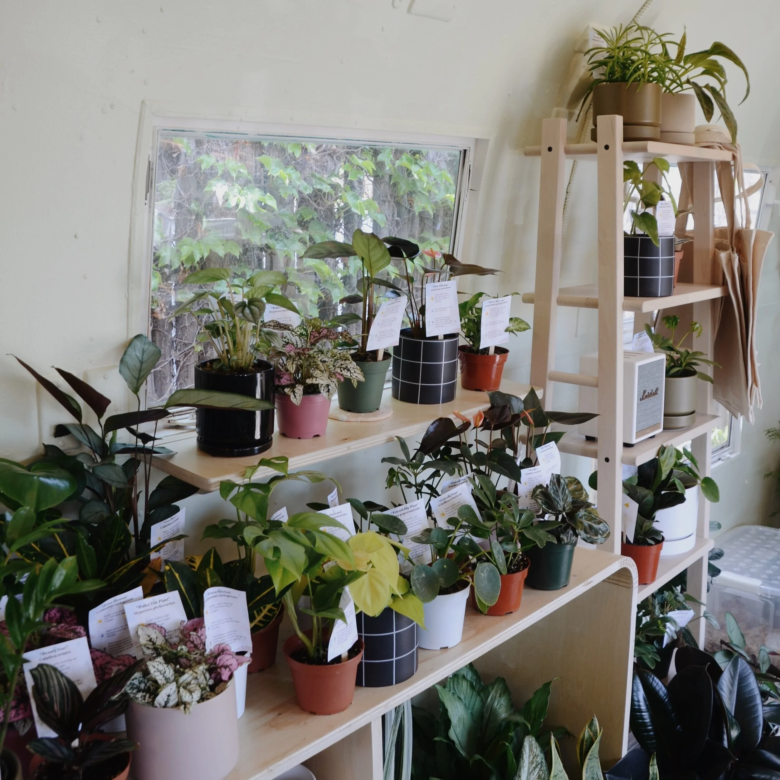 Give Plants a Chance!