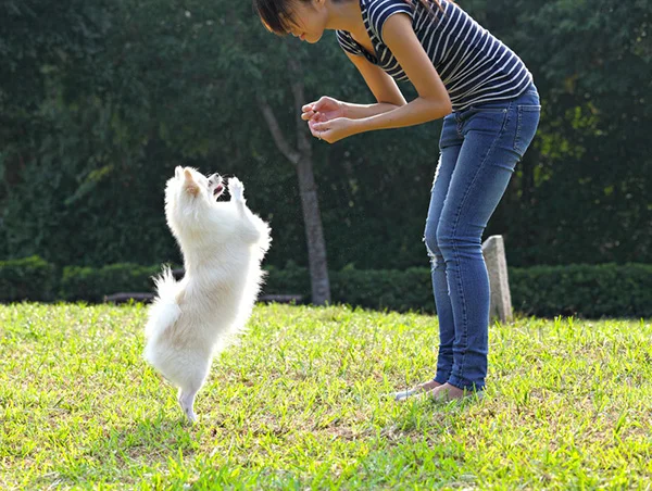 best-pleasanton-dog-walking-areas.jpg