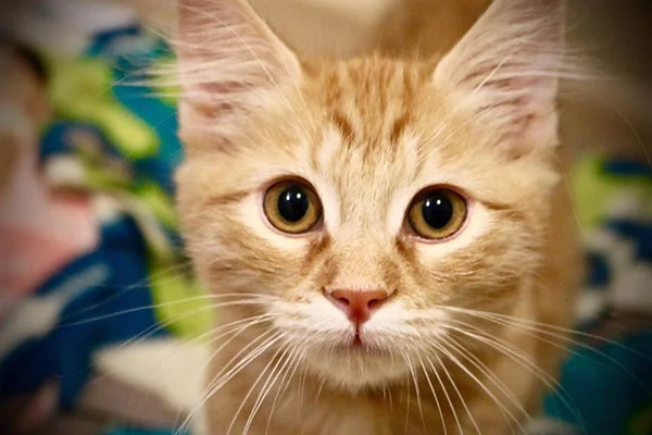 valley humane society
