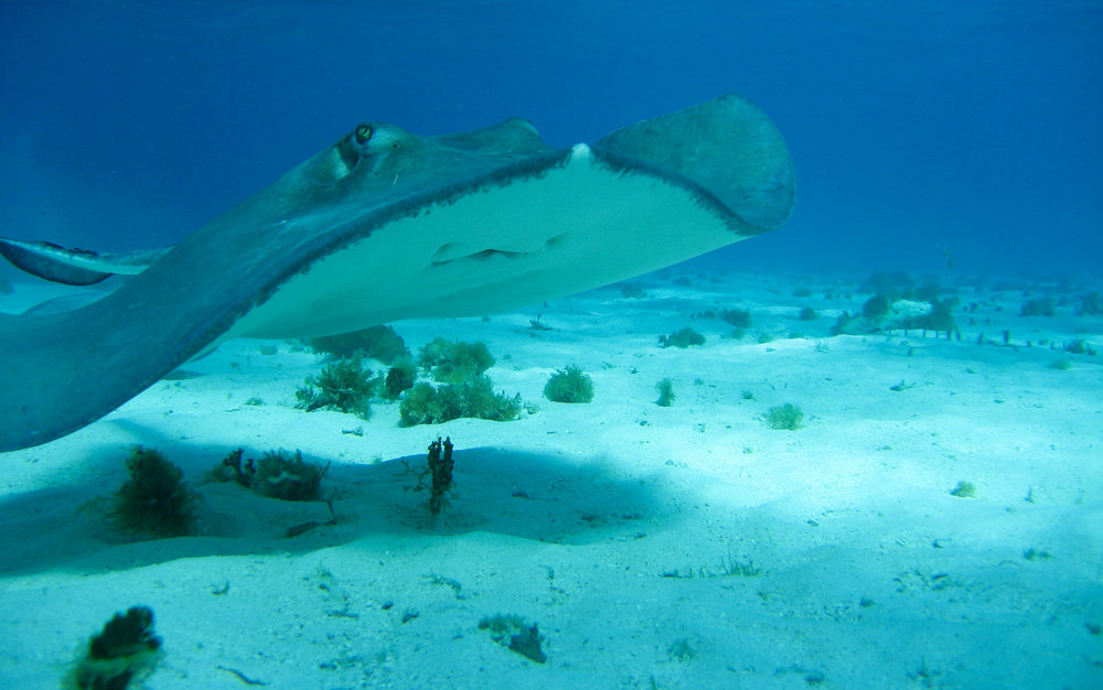 Starfish – Cayman Islands Department of Environment