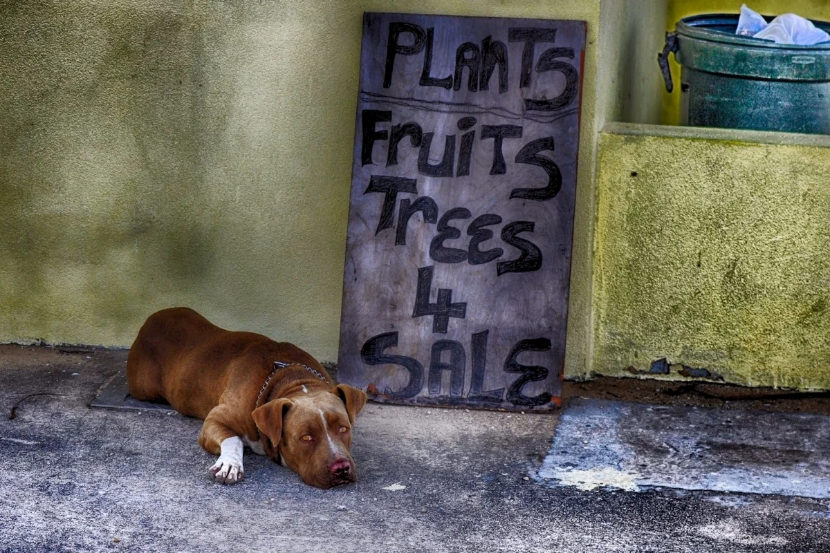 The locals | Bodden Town