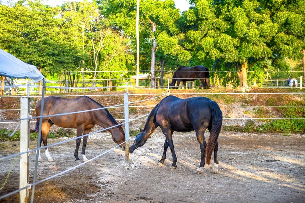 Equestrian-Centre-7.jpg