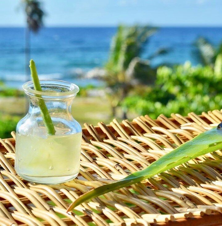 Whether you shoot it in the morning or mix it into your Margarita in the evening, Aloe Vera is quite rightly having a moment because of some incredible health benefits. Loaded with vitamins and minerals, this super plant has been known to help boost 