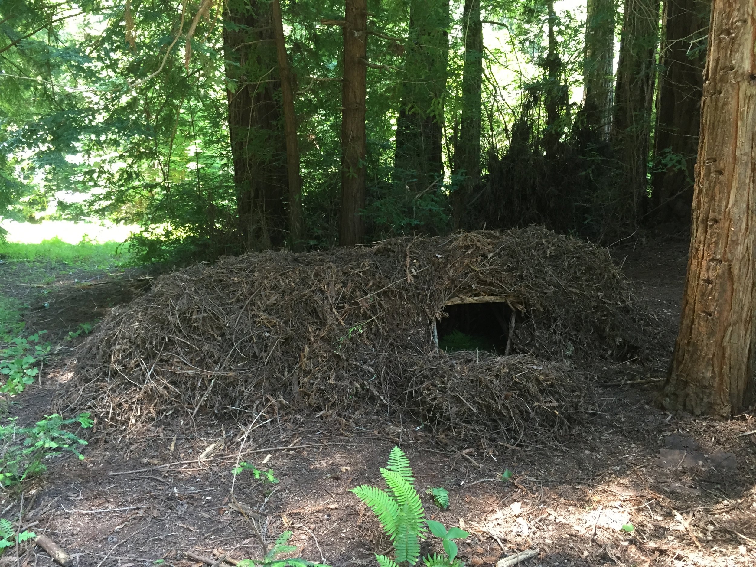 Student Constructed Debris Shelter