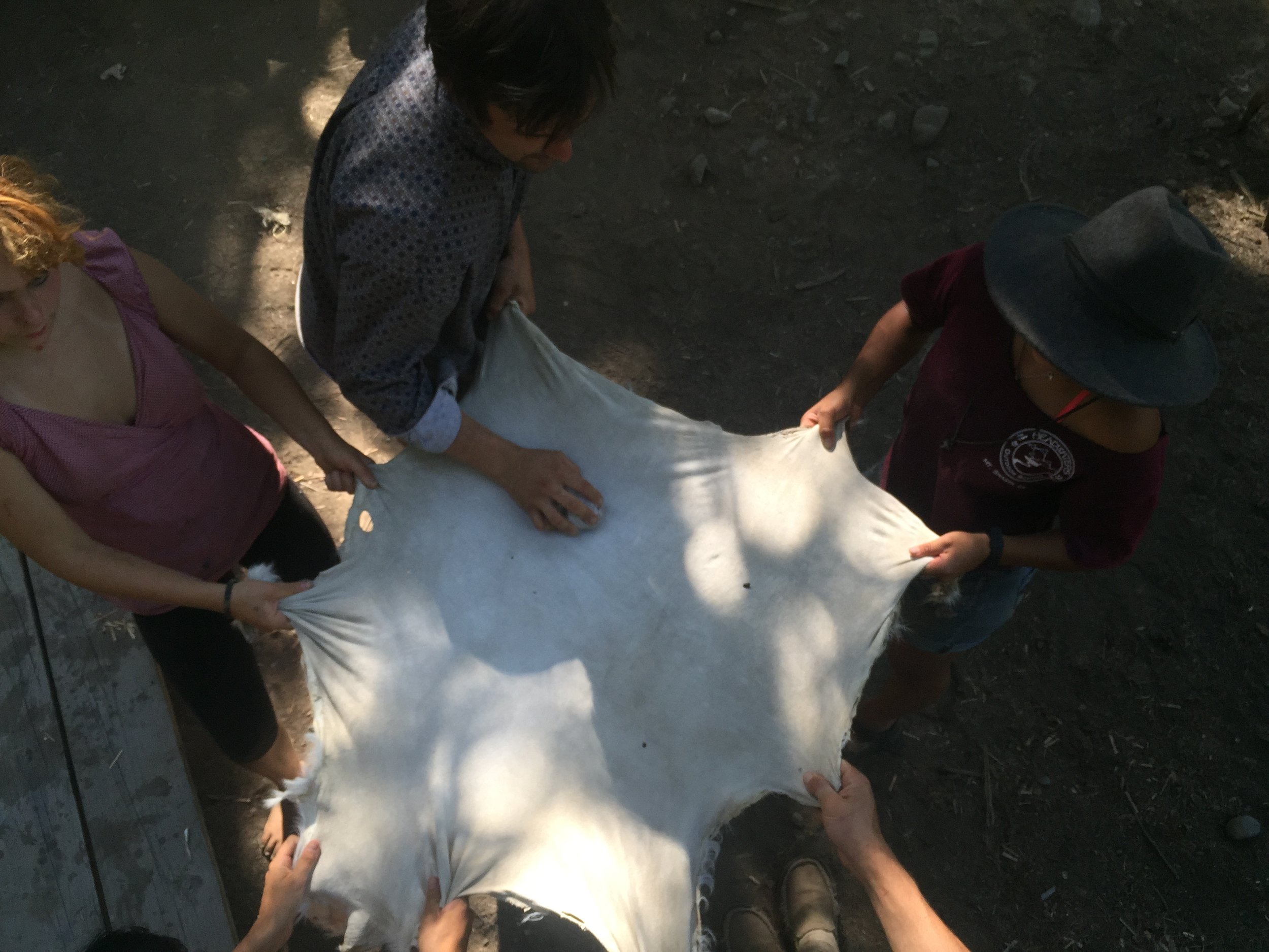 Many Hands Make Light Work- Stretching A Goat Hide For Brain Tan
