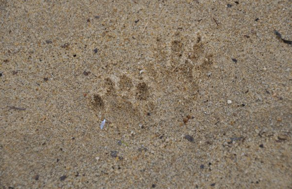 Raccoon tracks in sand