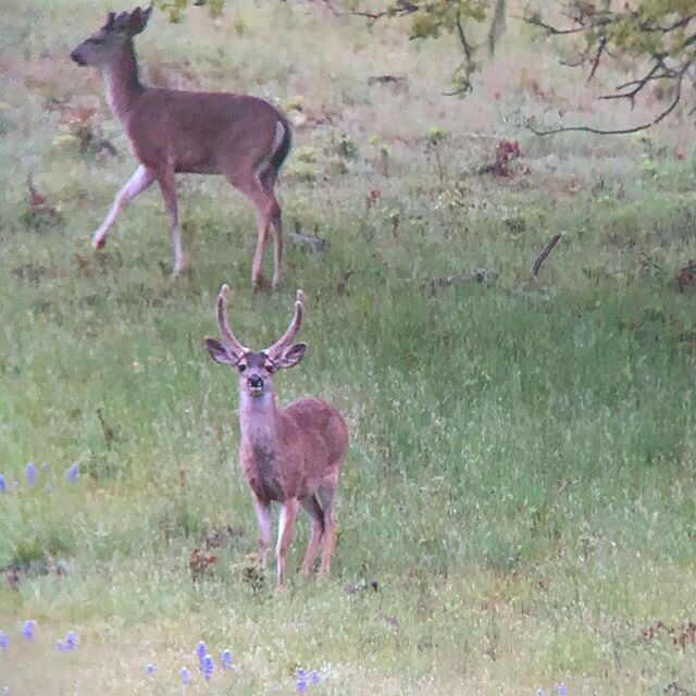 This is going to be one heck of a buck come the second week of July!